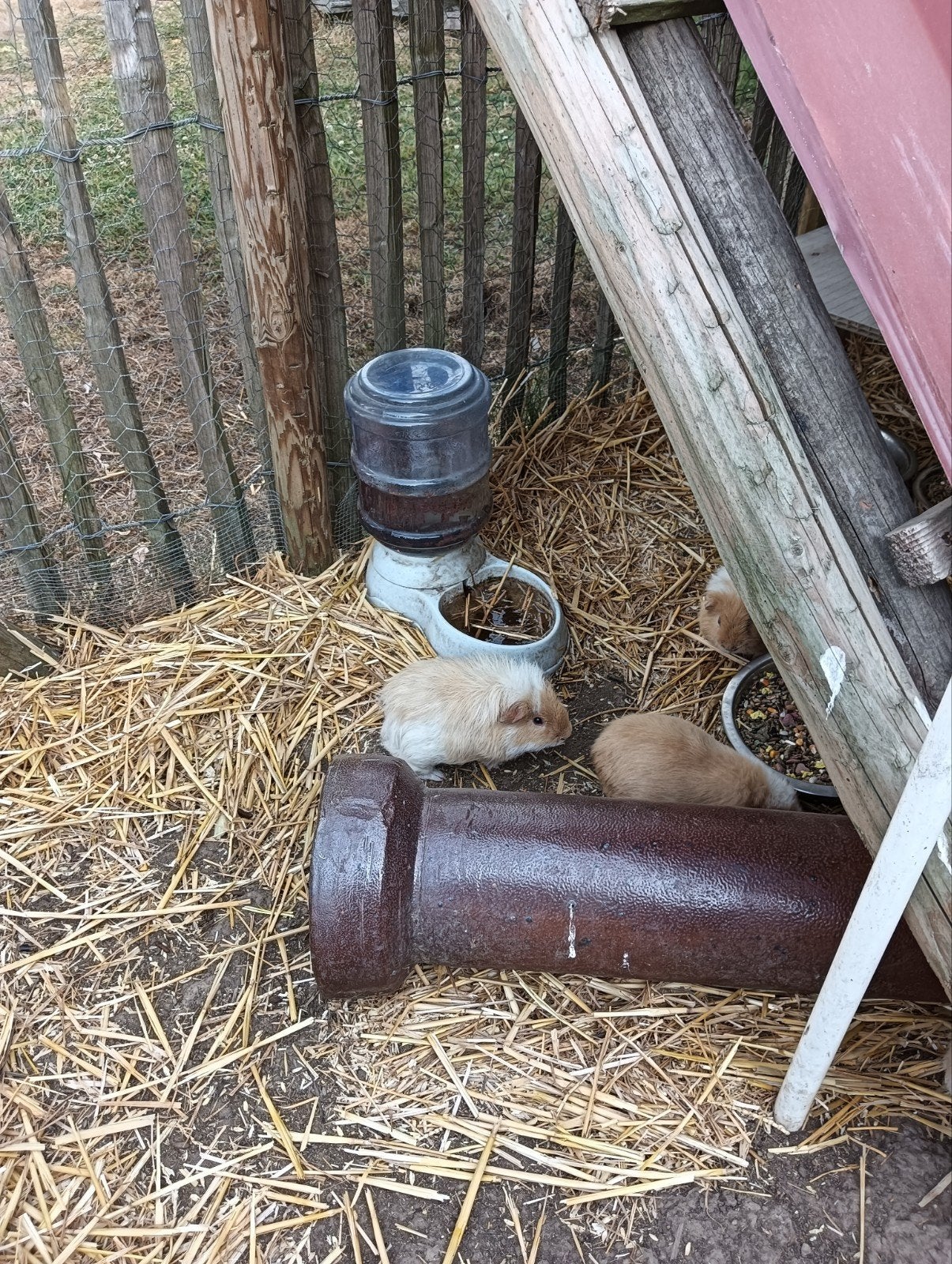 Cavia mannetje, Animaux & Accessoires, Rongeurs, Mars, Mâle, Cobaye