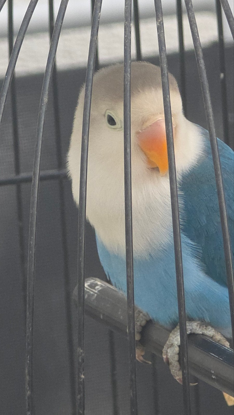 dwergpapagaai  Een 10 weken oude mannelijke papegaai., Dieren en Toebehoren, Vogels | Parkieten en Papegaaien, Papegaai