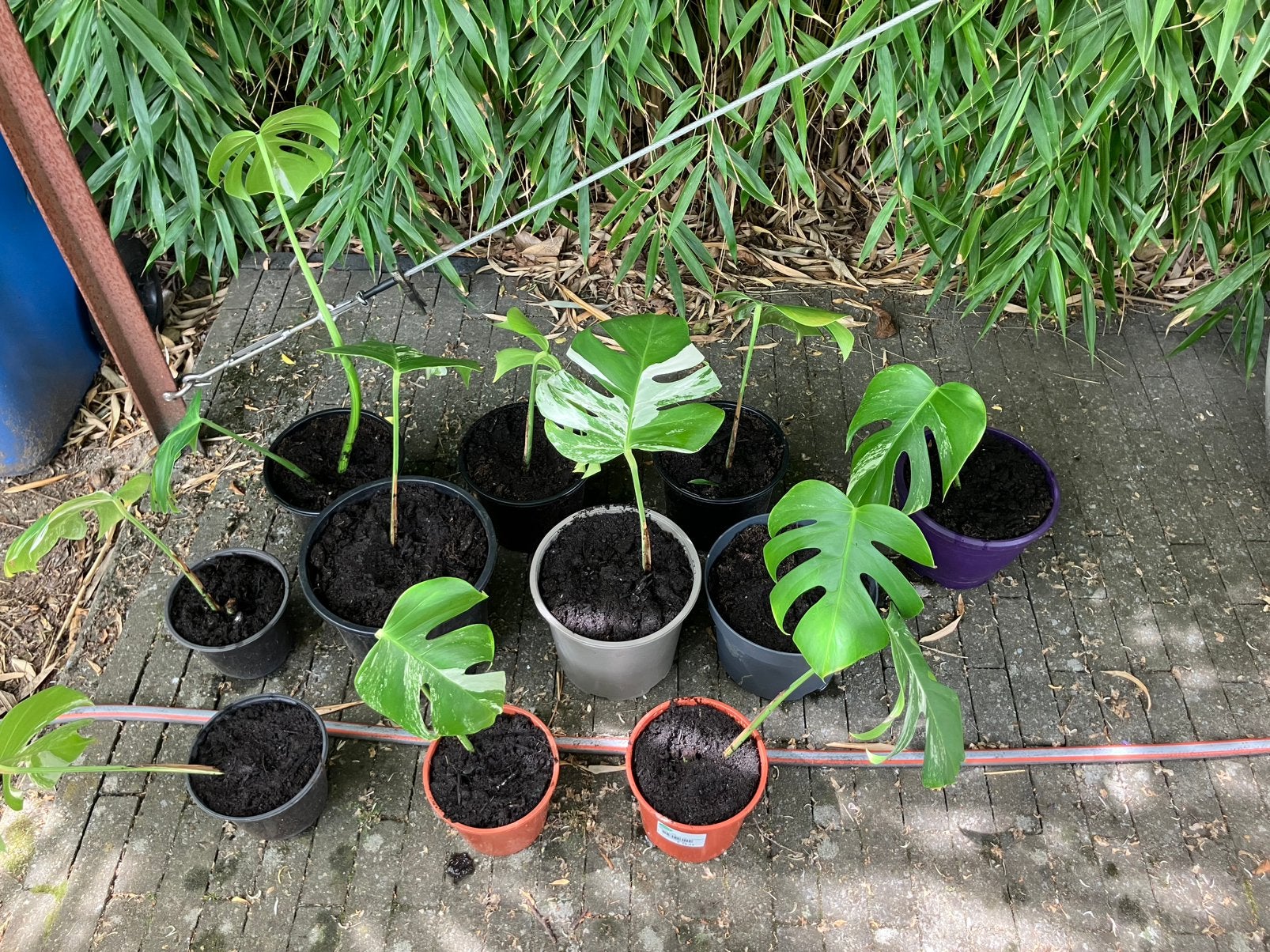 10x Monstera deliciosa Albo Variegata, Enlèvement
