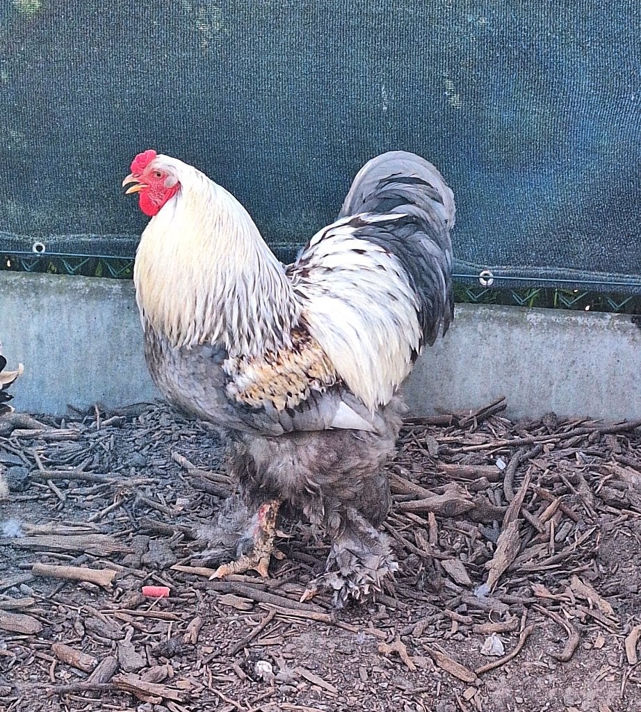 Brahma zalm, Dieren en Toebehoren, Pluimvee, Kip