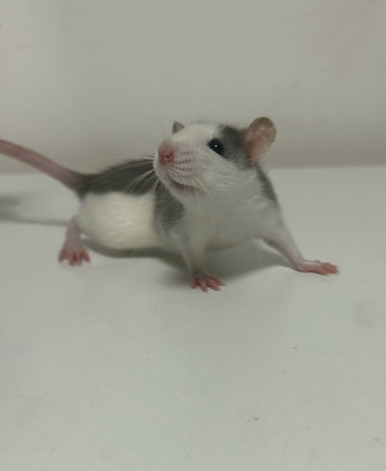 2 Jeunes rates husky, Rat, Moins de 60 cm, Comme neuf, Autres types