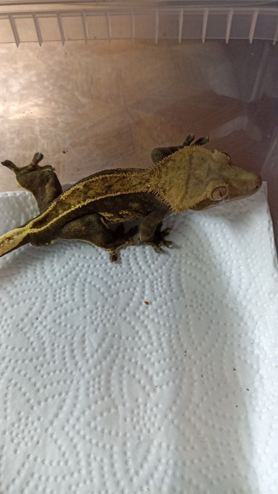 beloftevolle wimpergekko man, Dieren en Toebehoren, Hagedis, 3 tot 6 jaar