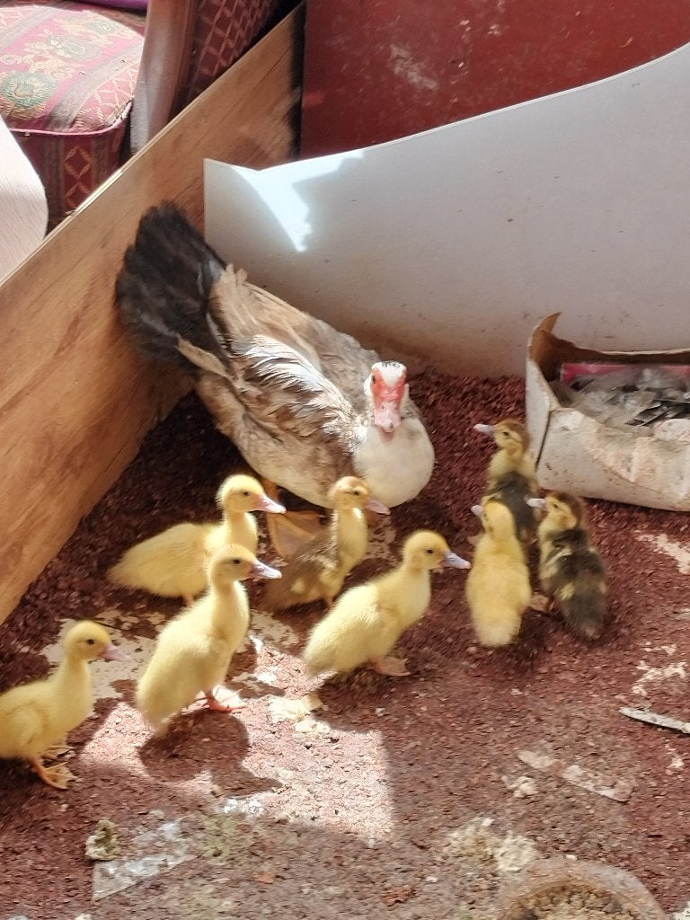 barbrier moeder en 8 kuikens