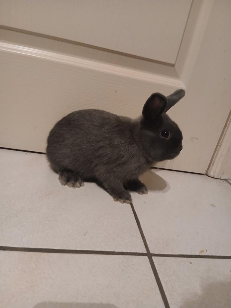 Dwergkonijntjes, Dieren en Toebehoren, Konijnen