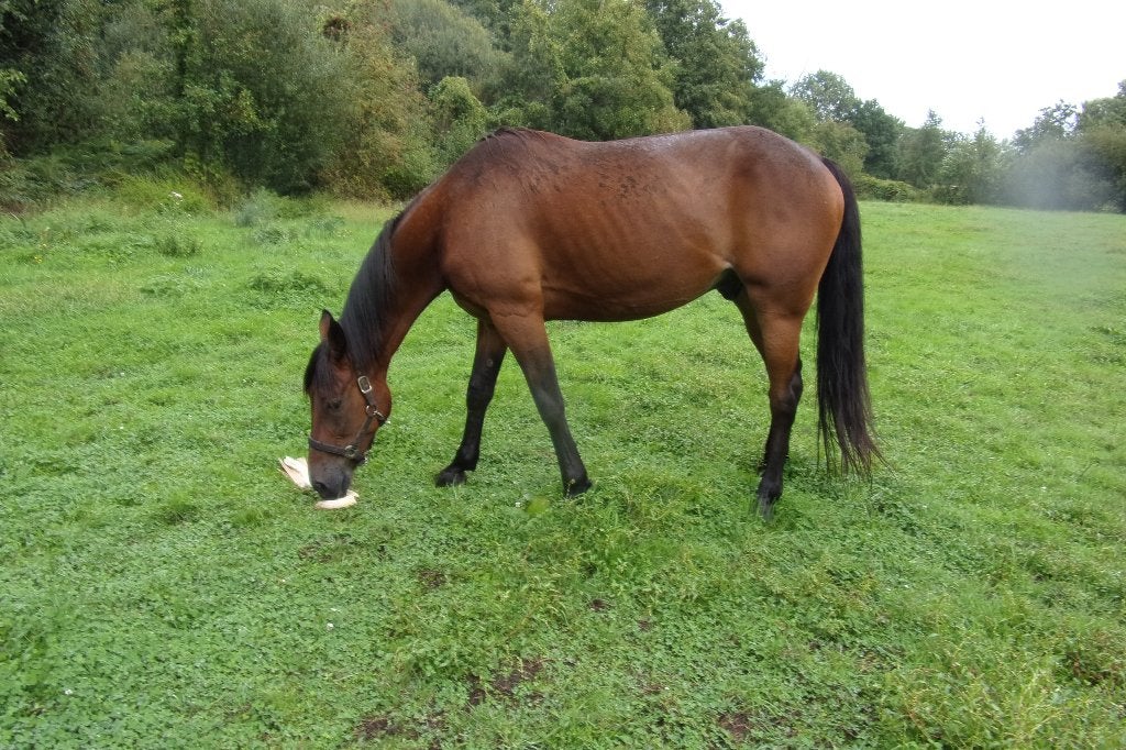 Draver, Dieren en Toebehoren, Ruin