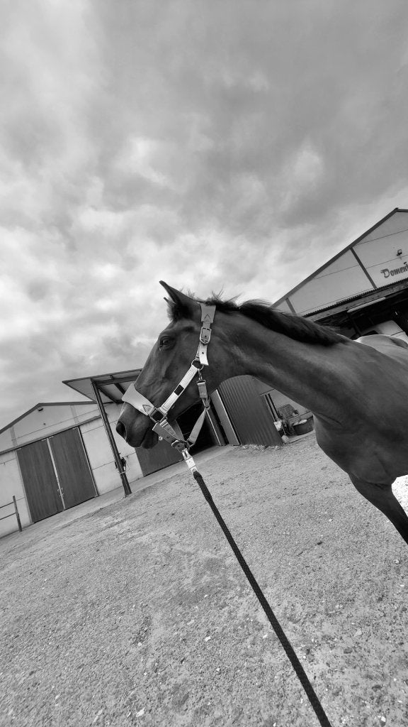 Halve stal aangeboden, Dieren en Toebehoren, Paarden, Merrie, Springpaard, Met stamboom, Zadelmak