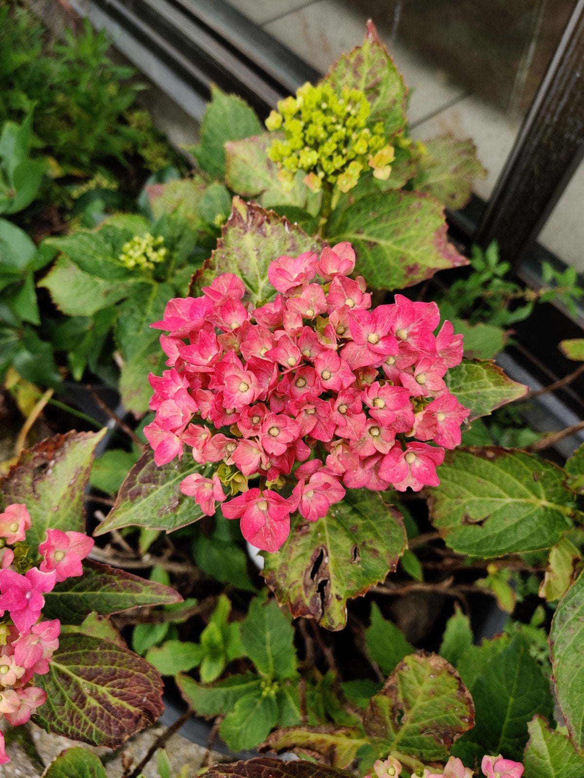 Hortensia in pot, Tuin en Terras, Planten | Tuinplanten, Ophalen, Lente, Vaste plant