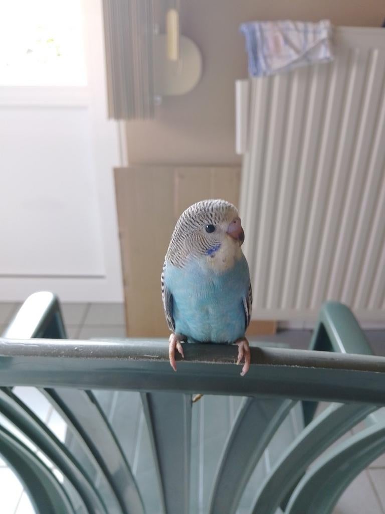 HANDTAM REGENBOOG GRASPARKIETJE van 2026 met of zonder KOOI, Dieren en Toebehoren, Vogels | Parkieten en Papegaaien, Meerdere dieren