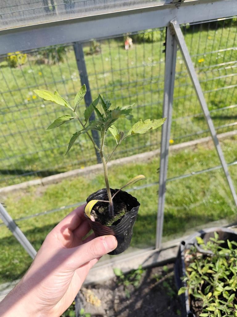 Plant de tomate - variété coeur de bœuf