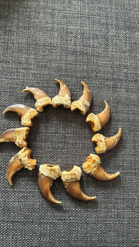 Bruin beer nagels, Ophalen of Verzenden, Zo goed als nieuw