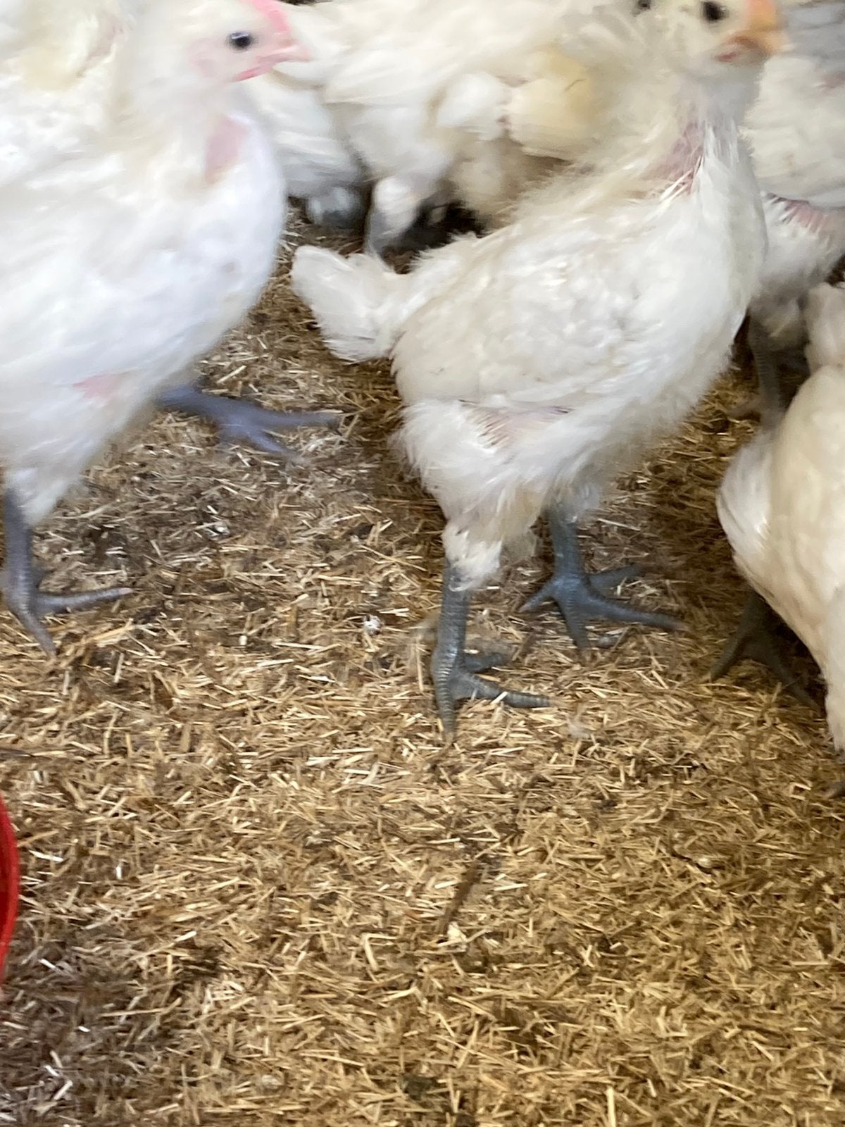 Broedeieren poule de Bresse raszuiver, Poule ou poulet