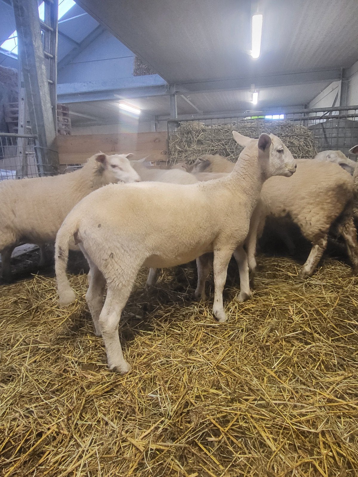 agneaux faciles à entretenir
né en février-mars

trop, Plusieurs animaux, Mouton, 0 à 2 ans