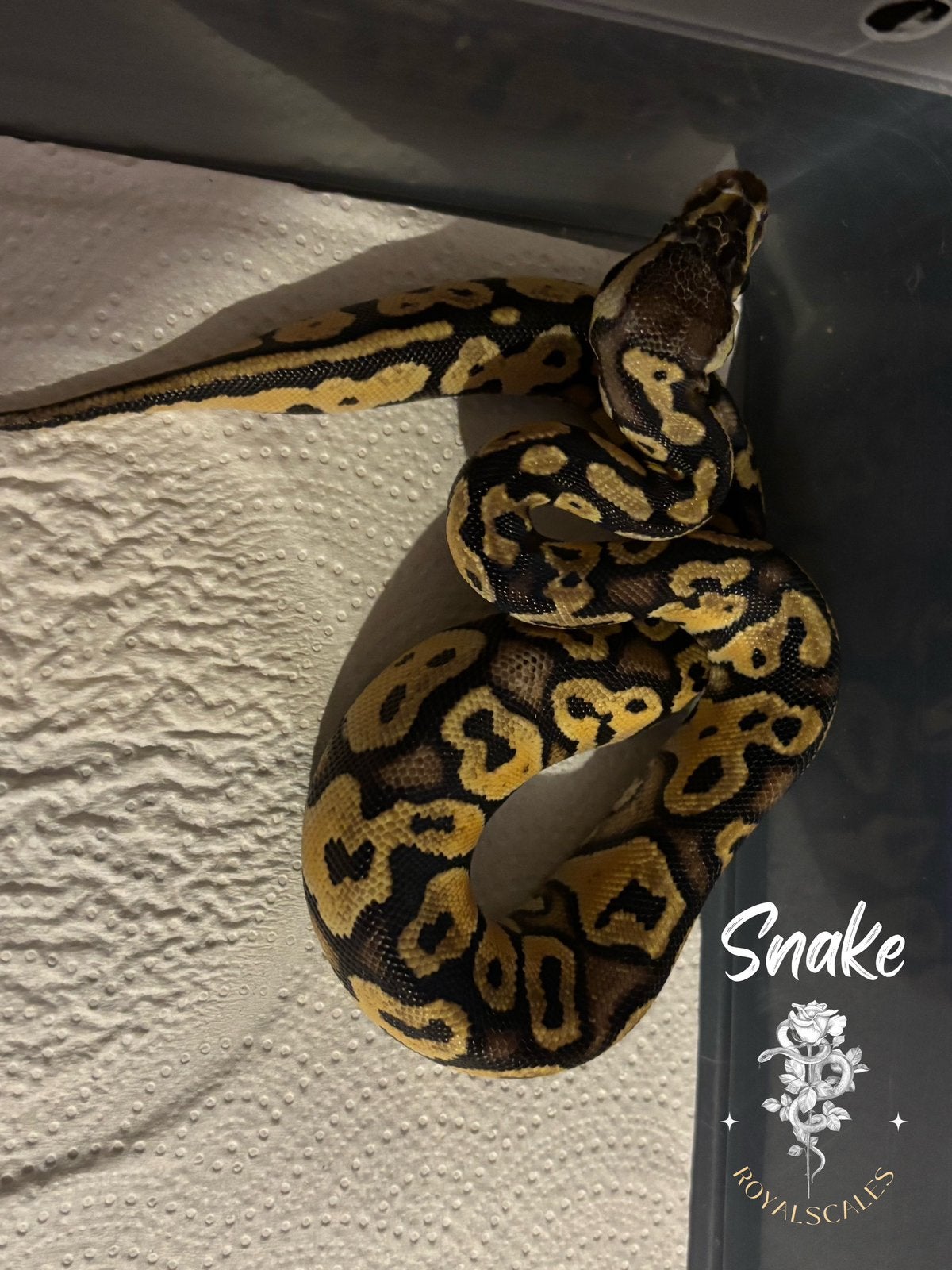Python regius, Serpent