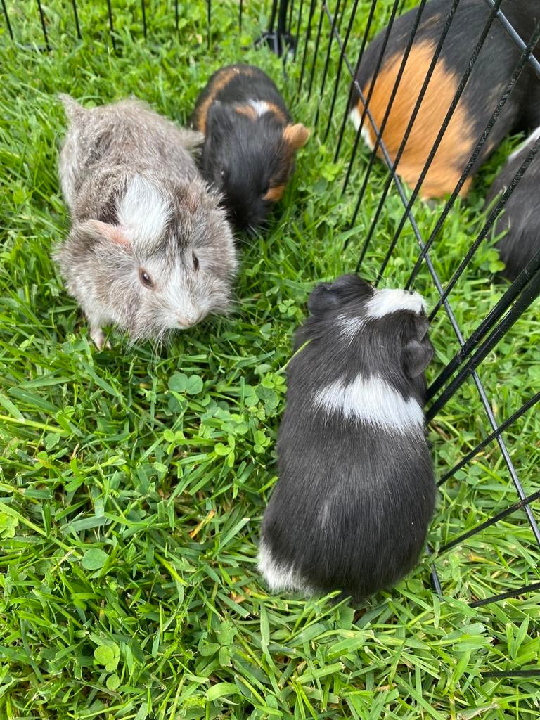 3 cavia beertjes, Dieren en Toebehoren, Cavia, April, Mannelijk, Tam