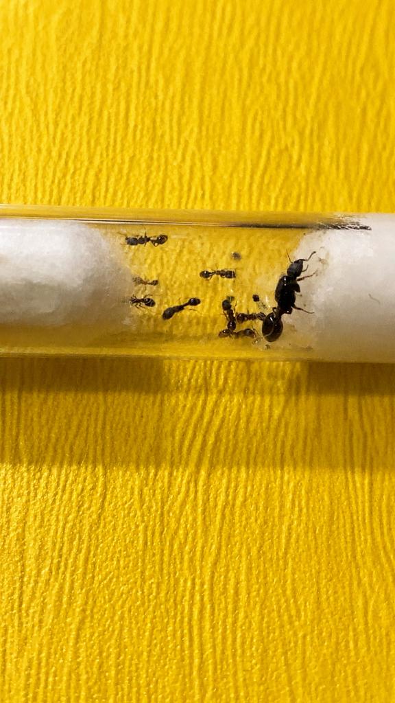 Reine des fourmis Tetramorium Caespitum avec 1 à 5 ouvrières, Fourmis