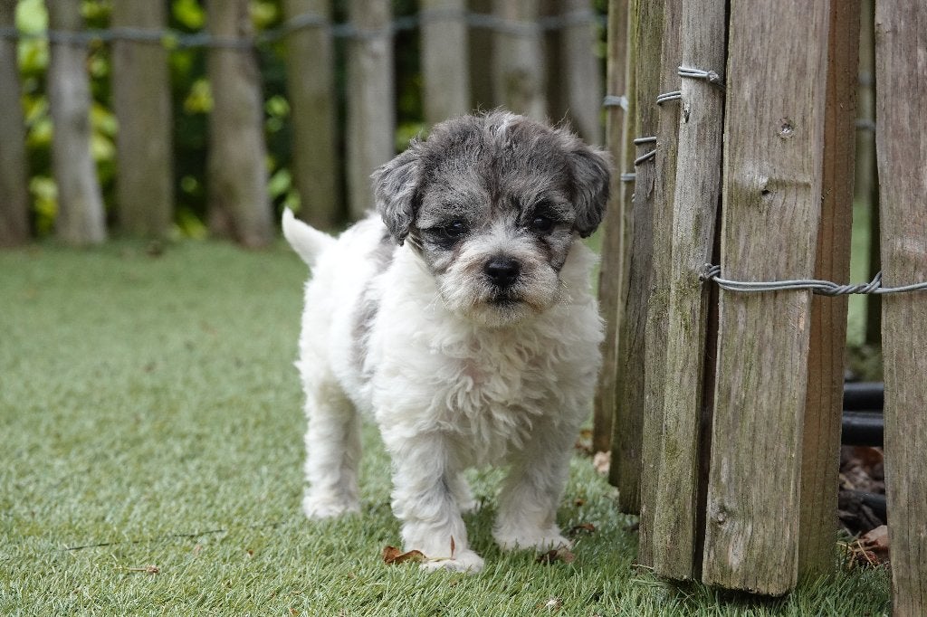 Magnifique chiot Maltipoo, Chien (mâle), Autres races, Belgique, Un chien