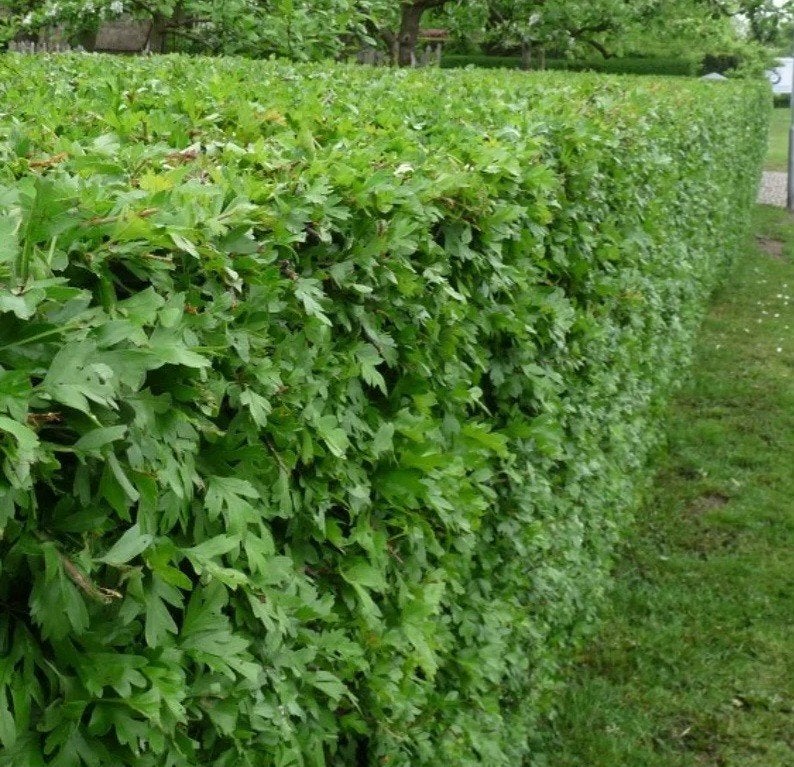 ‼️beuk,ligustrum, meidoorn bestel ze al aan promoprijzen ‼️, Enlèvement, Haie de hêtre