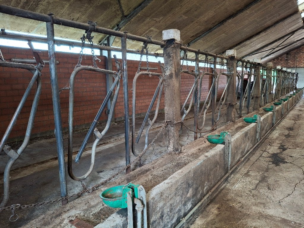 bindstellen, Dieren en Toebehoren, Runderen