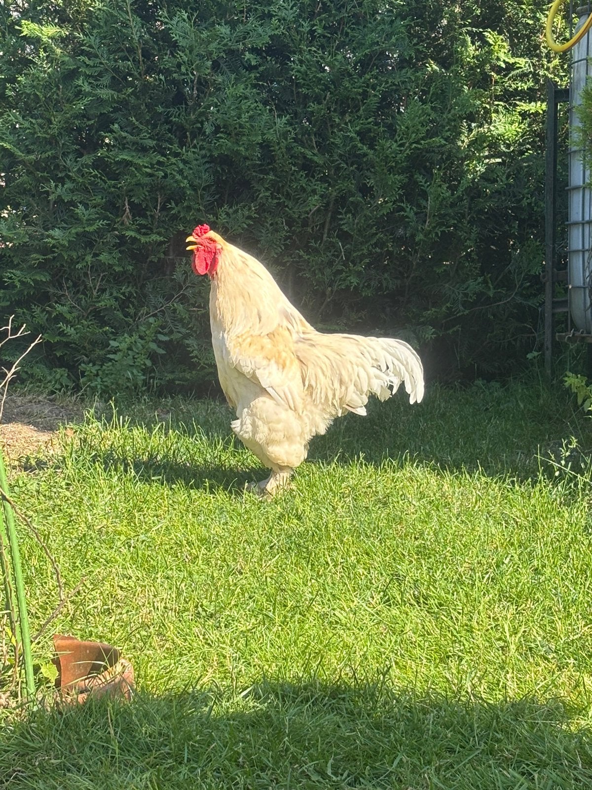 haan brahma, Mâle, Poule ou poulet
