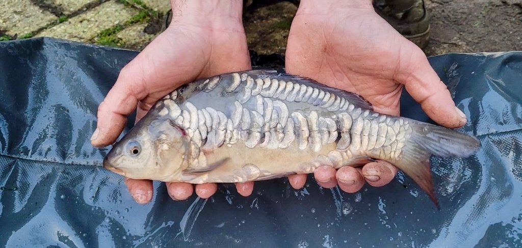 karpers van 250gr tot <1kg, Karper of Koi