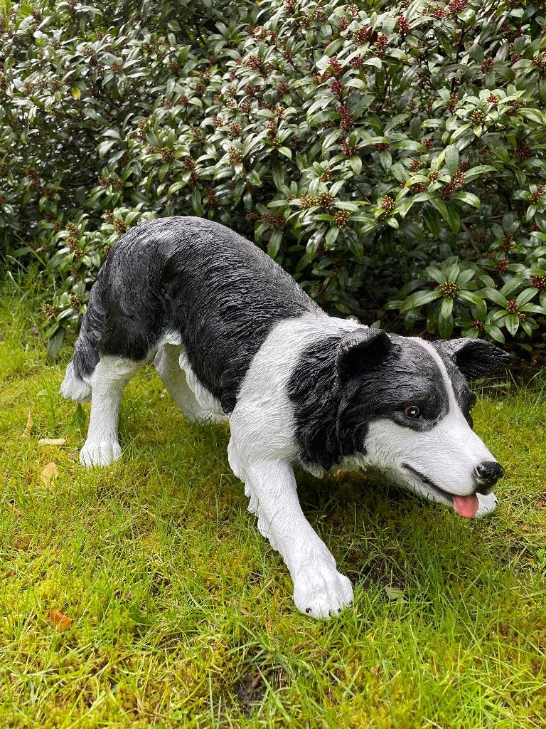 (Tuin)beeld Bordercollie, hond, tuin, kennel 60cm, Tuin en Terras, Ophalen, Nieuw, Kunststof, Dierenbeeld