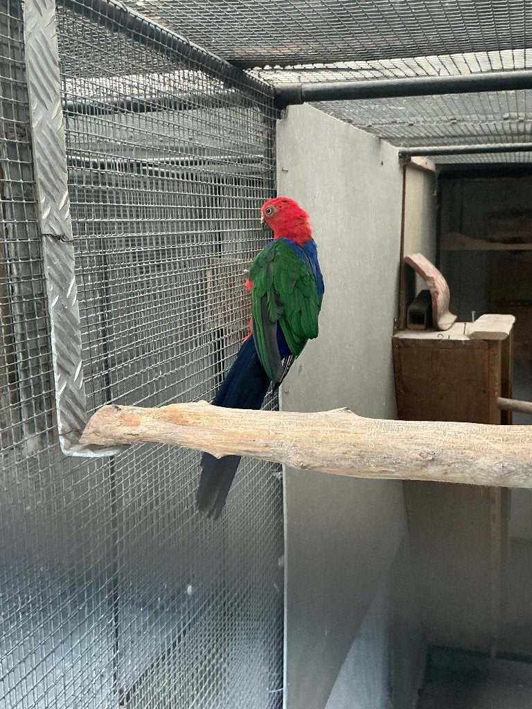 Pop ambon koningsparkiet 2020, Dieren en Toebehoren, Geringd