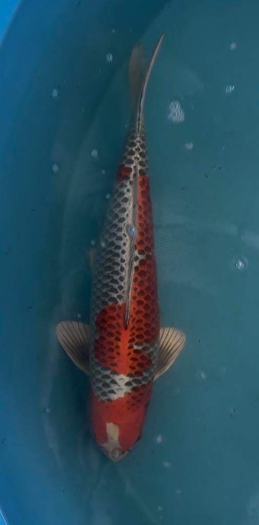 Japanse koi