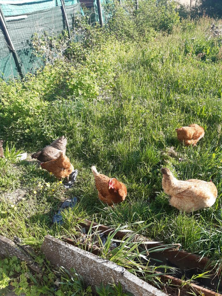 Kippen, Dieren en Toebehoren, Pluimvee, Kip, Vrouwelijk