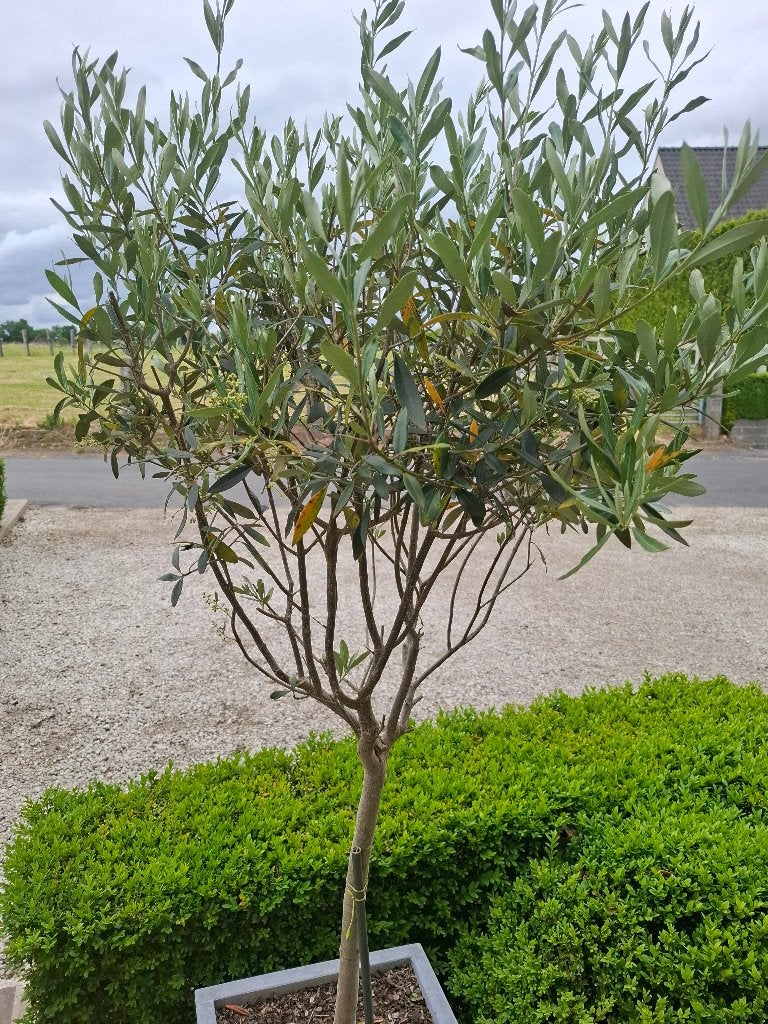 2 olijfbomen  40 euro stuk zonder pot, Jardin & Terrasse, Plantes | Jardin, Enlèvement