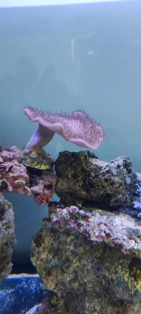 Koralen te koop, Dieren en Toebehoren, Ophalen