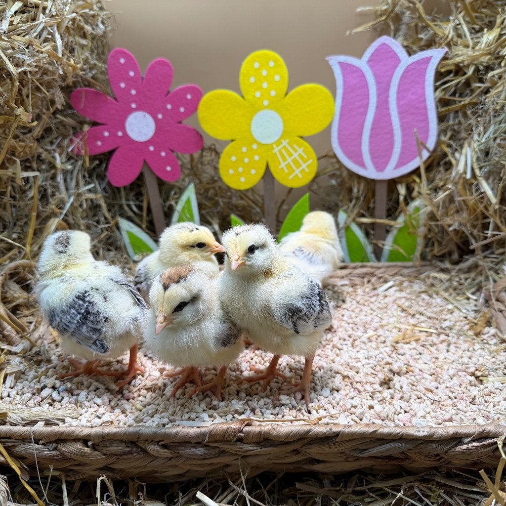 Jonge tamme Sussex kuikens gesekst & ingeënt, Dieren en Toebehoren, Pluimvee, Vrouwelijk, Kip