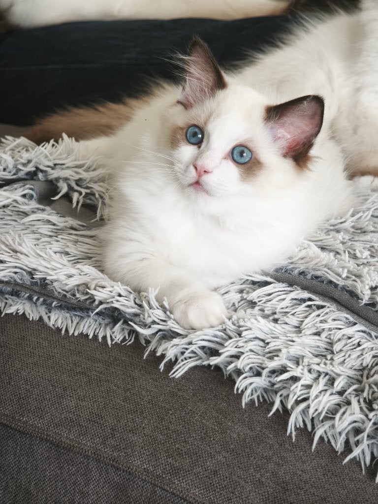Ragdoll kitten, Dieren en Toebehoren, Kater, Met stamboom, 0 tot 2 jaar
