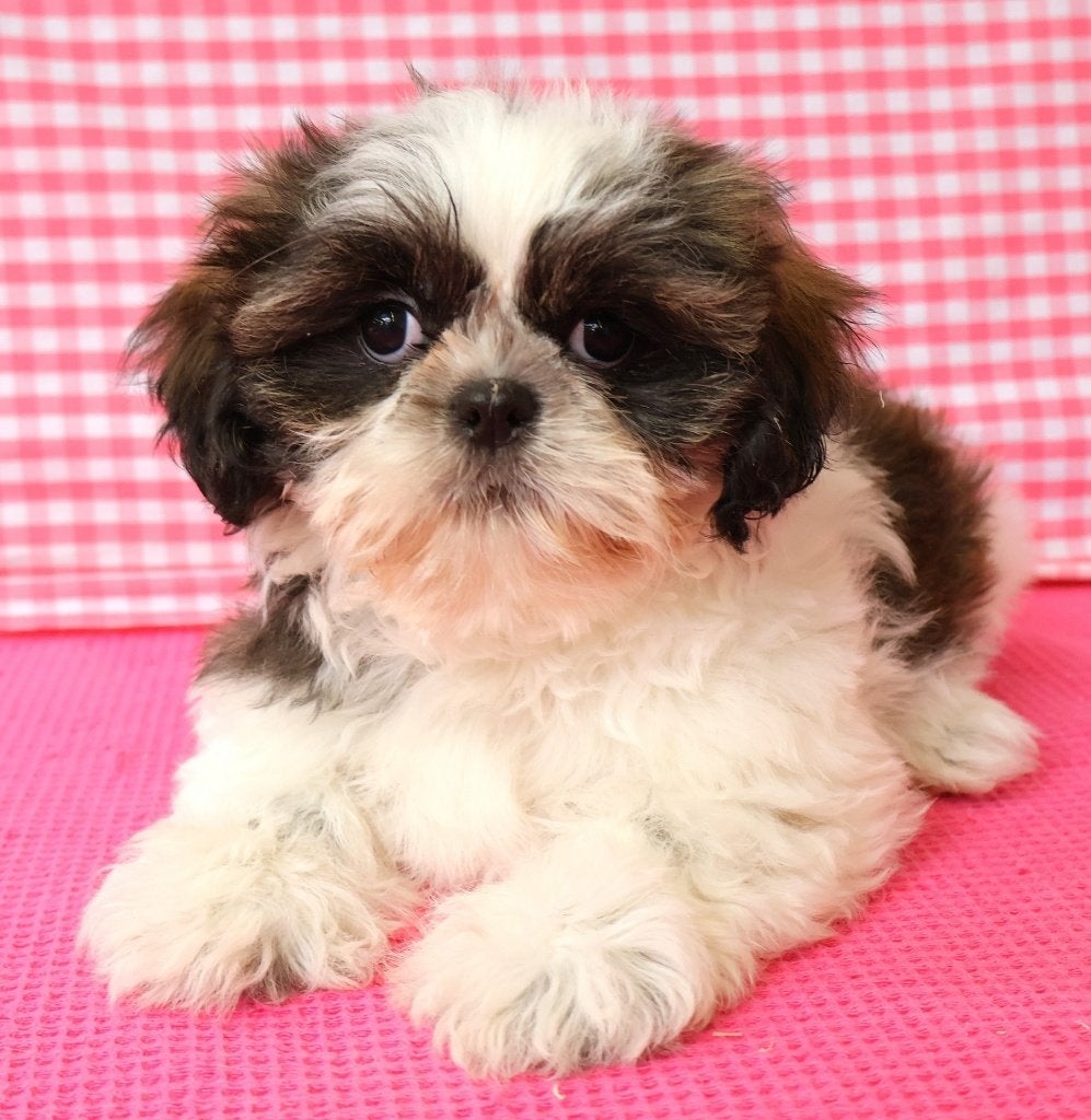 Des chiots Shih-Tzu super mignons !, 15 semaines à 1 an, Étranger, Hépatite contagieuse (maladie de Rubarth), Autres races