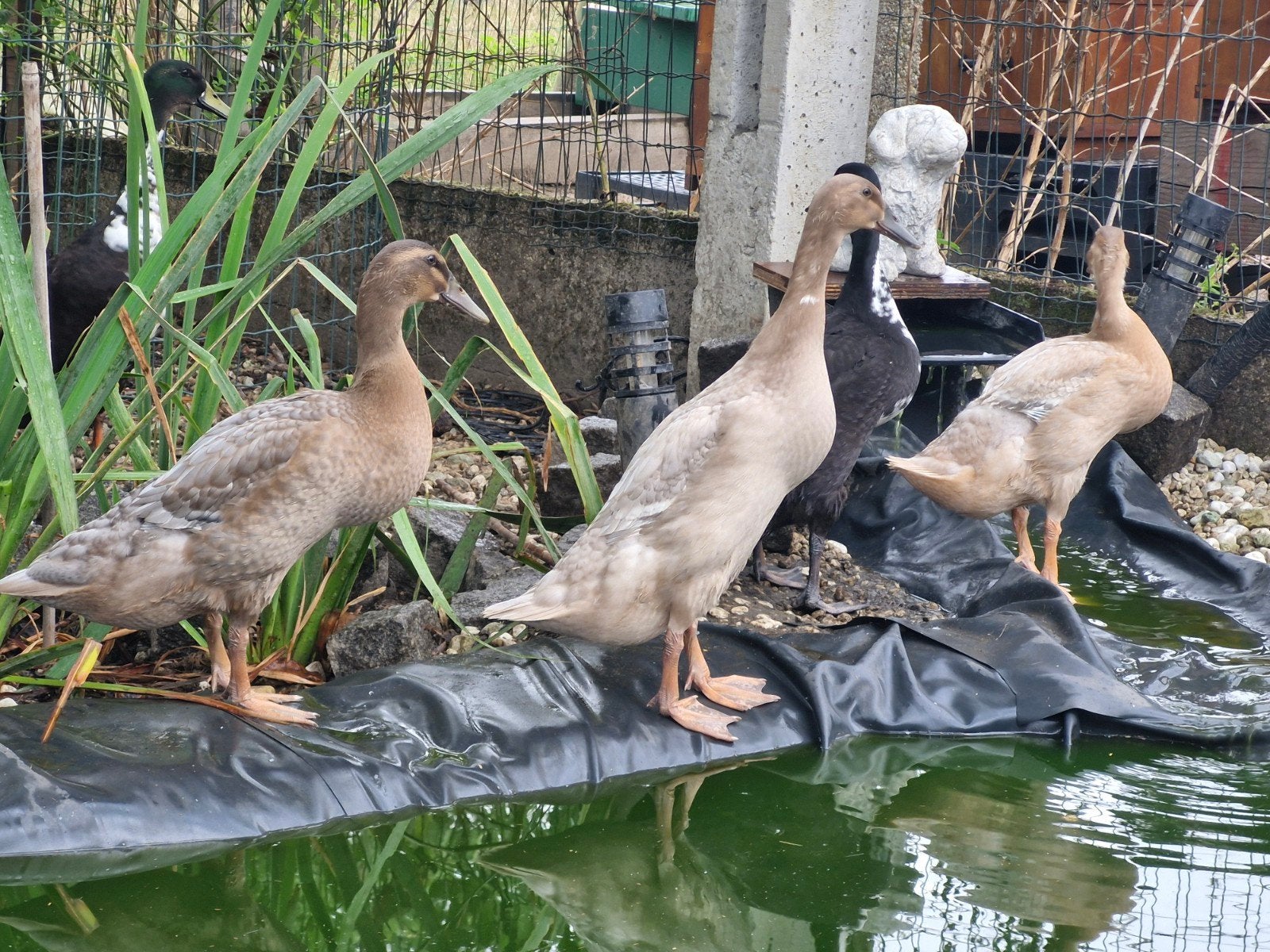 Indische loopeenden, Dieren en Toebehoren, Pluimvee, Geslacht onbekend, Eend