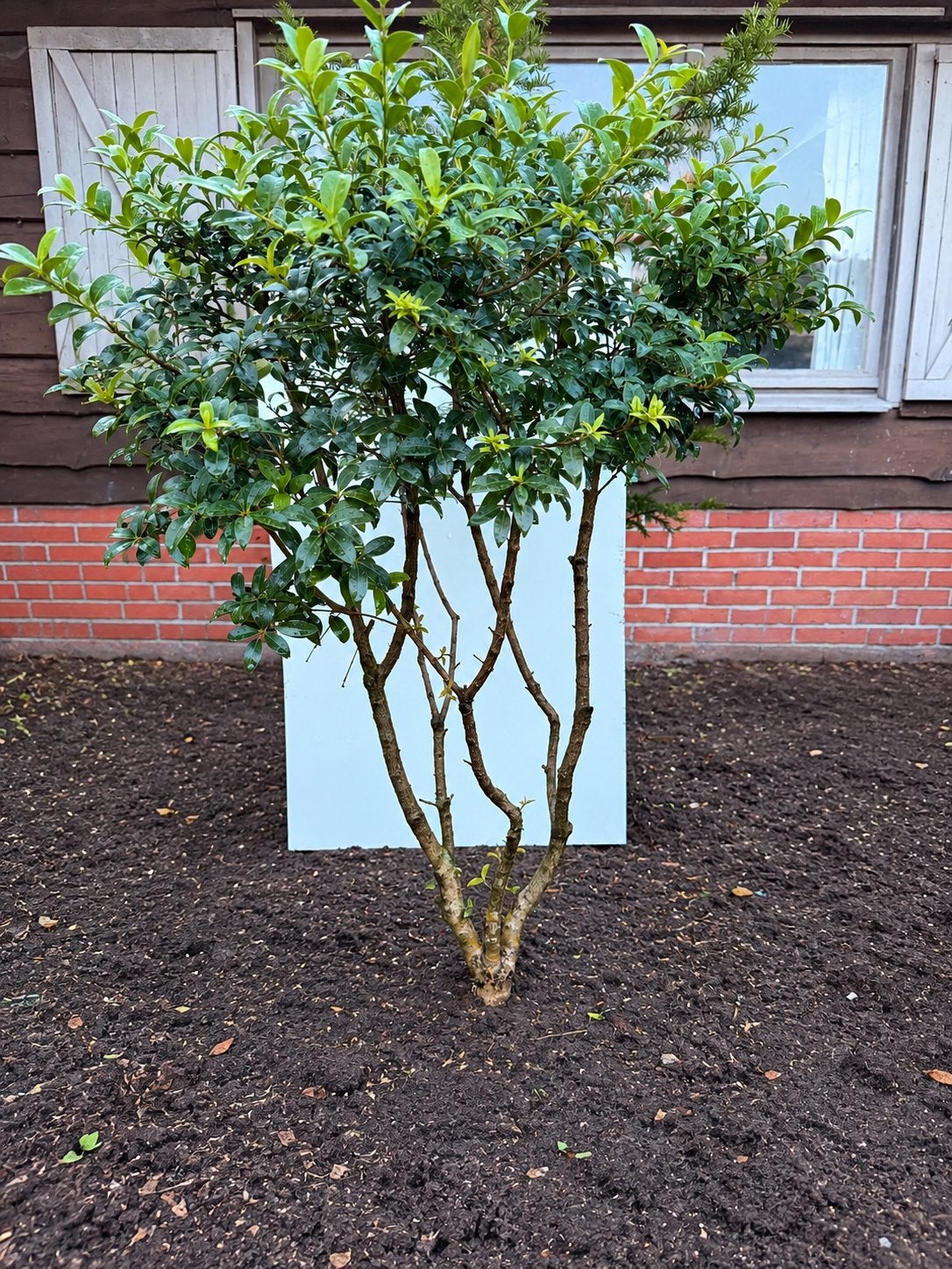 Osmanthus burkwoodii, Ophalen