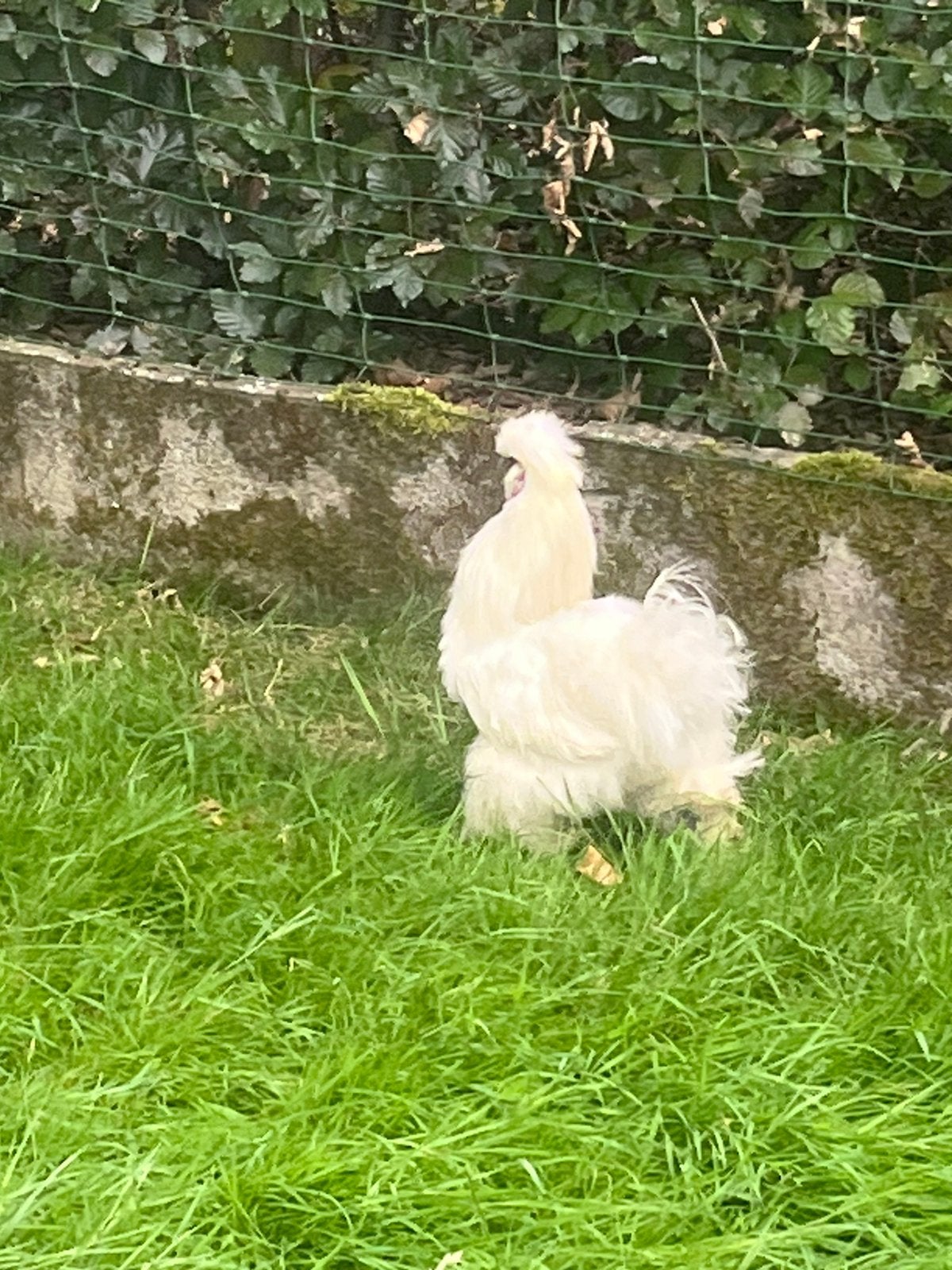 Zijdehoender haan, Dieren en Toebehoren, Januari, Mannelijk
