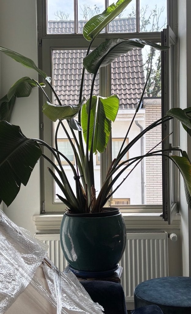 Grote geglazuurde plantenpot, Tuin en Terras, Bloempotten, Ophalen, Zo goed als nieuw, Rond