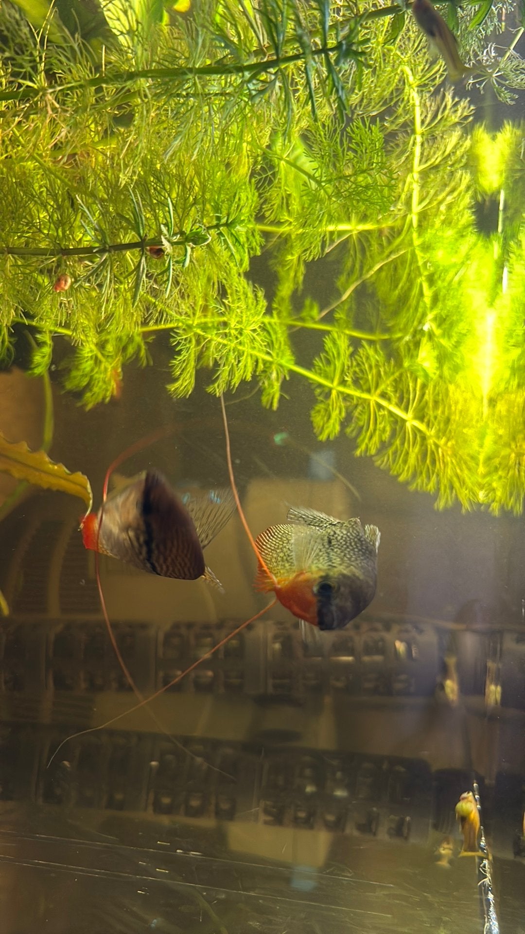 2 diamantgoerami’s, Dieren en Toebehoren, Vissen | Aquariumvissen, Vis, Zoetwatervis