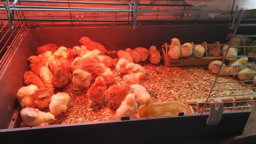 poussins d'un jour 13 races différentes pour 22 septembre, Plusieurs animaux, Poule ou poulet