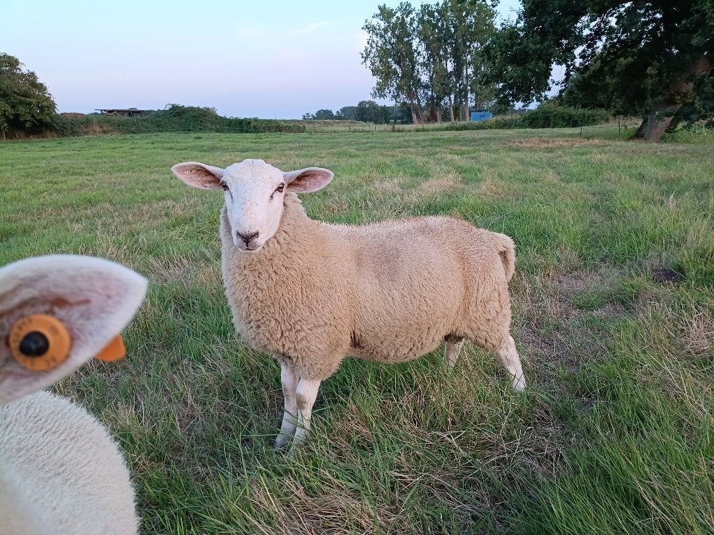 Swifter Ram, Mâle, Mouton, 0 à 2 ans