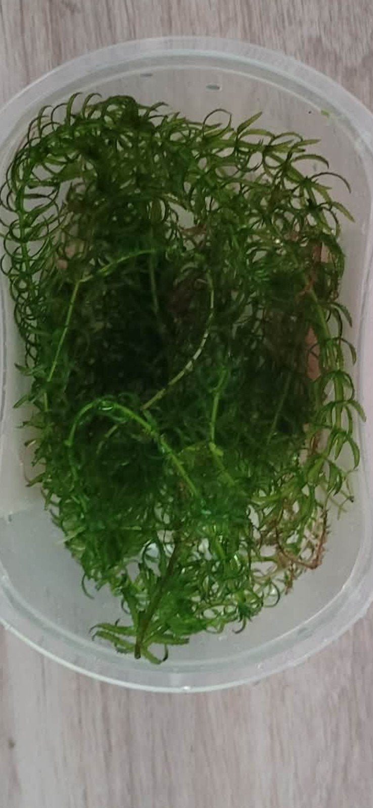 brede waterpest, Ophalen