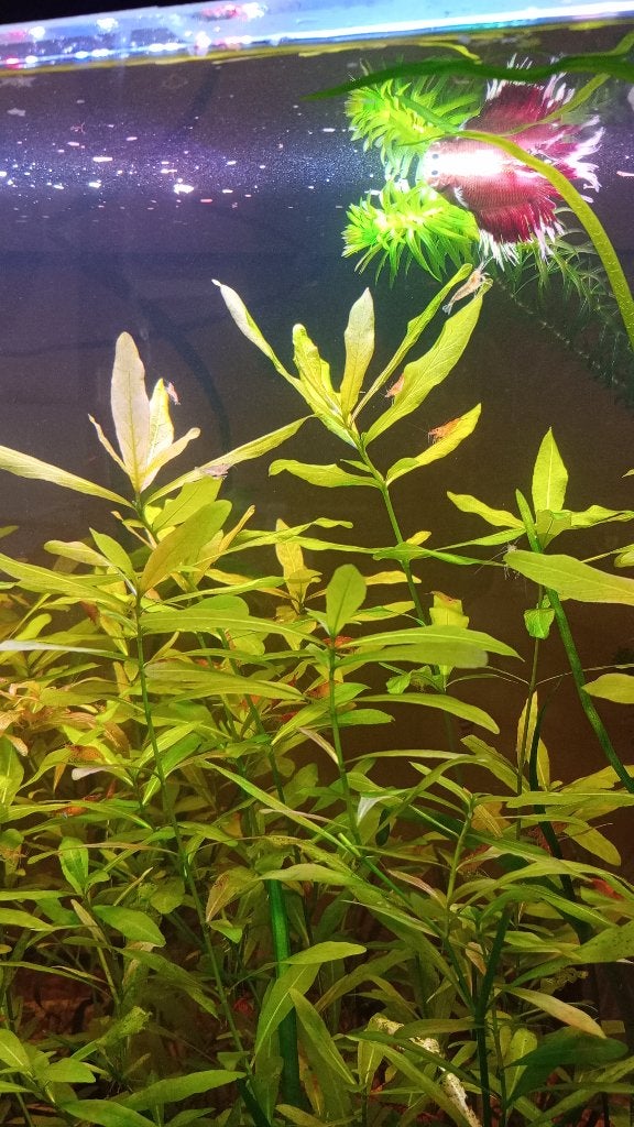 Belgisch groen te koop, Ophalen of Verzenden, Zo goed als nieuw, Plant(en), Steen of Hout