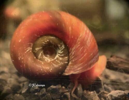 Groep van 40 posthoornslakken - Planorbarius corneus, Dieren en Toebehoren, Slak of Weekdier, Zoetwatervis
