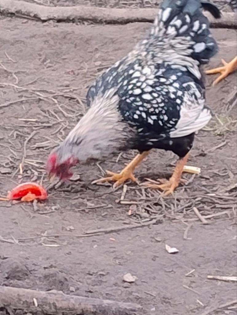 Krielhaantjes Wyandotte, Dieren en Toebehoren, Pluimvee