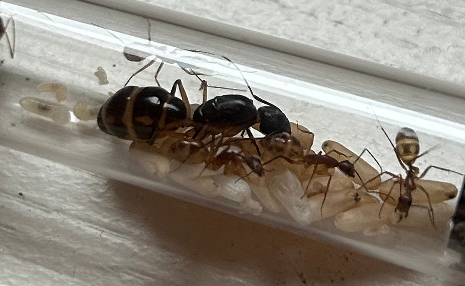 Camponotus maculatus / mieren ant kolonie, Dieren en Toebehoren, Mieren