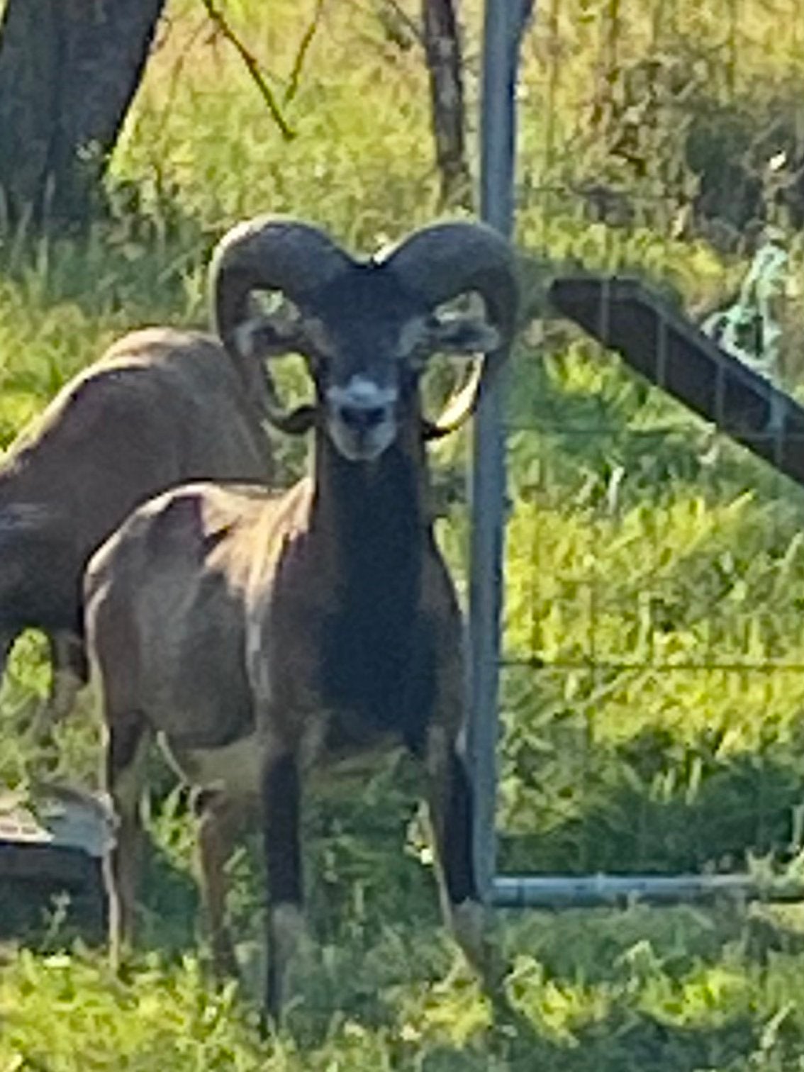 Mooie moeflon ram 2 jaar, Mannelijk, Schaap, 0 tot 2 jaar