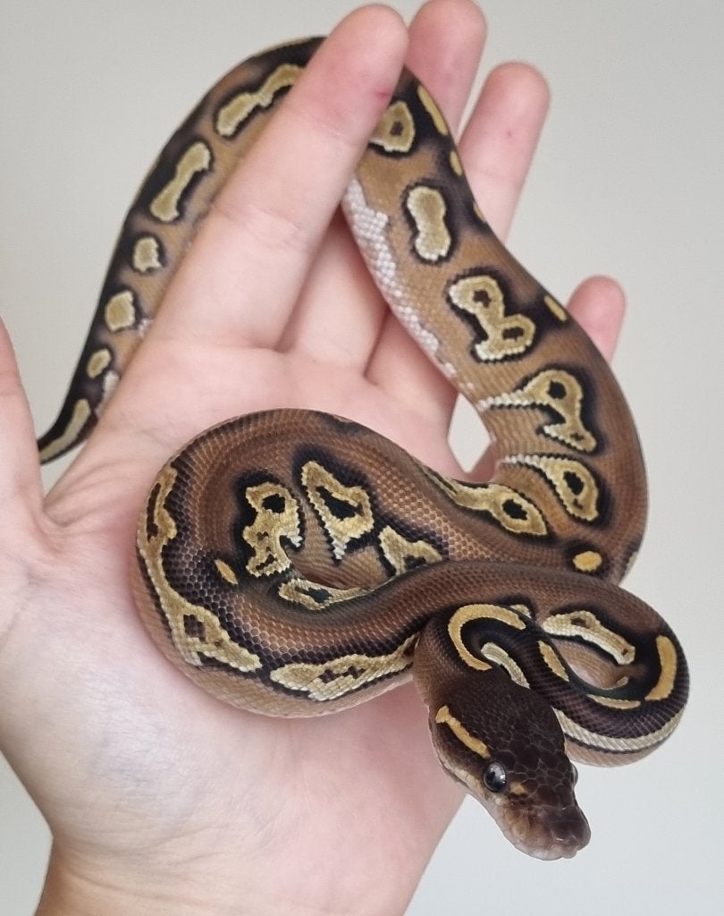 0.1 blackhead mojave 66% het dreamsicle koningspython Ball Python - female for sale from Mex