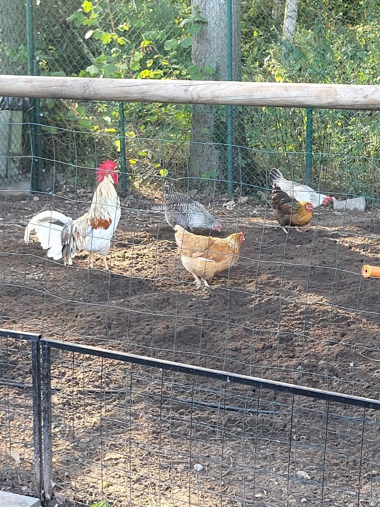Te koop kuikens van legkippen, Dieren en Toebehoren, Meerdere dieren, Kip