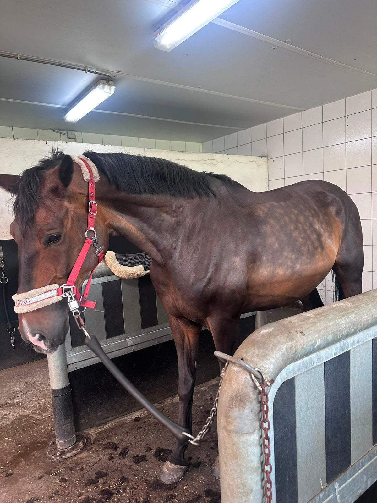 weidemaatje/gezelschapspaard te koop, Hongre, M, Avec pedigree, 7 à 10 ans
