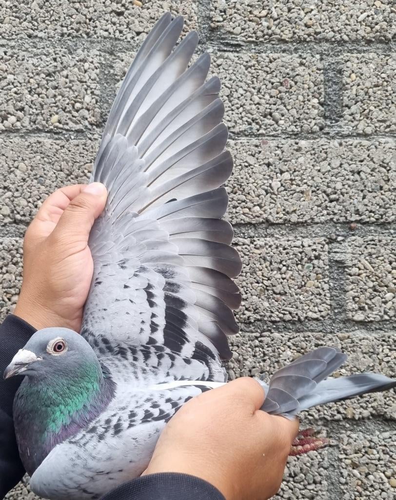 Postduif Direct Louis Stabel., Dieren en Toebehoren, Vogels | Duiven, Mannelijk, Postduif